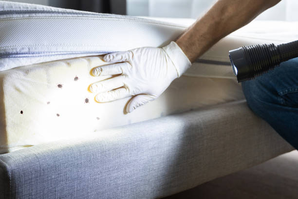 Best Termite Control Services  in Reno, OH