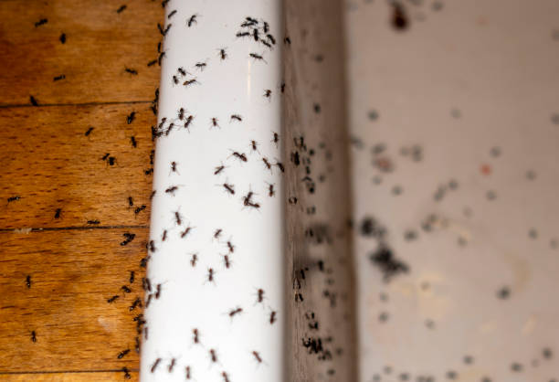Best Pest Control for Homes  in Reno, OH